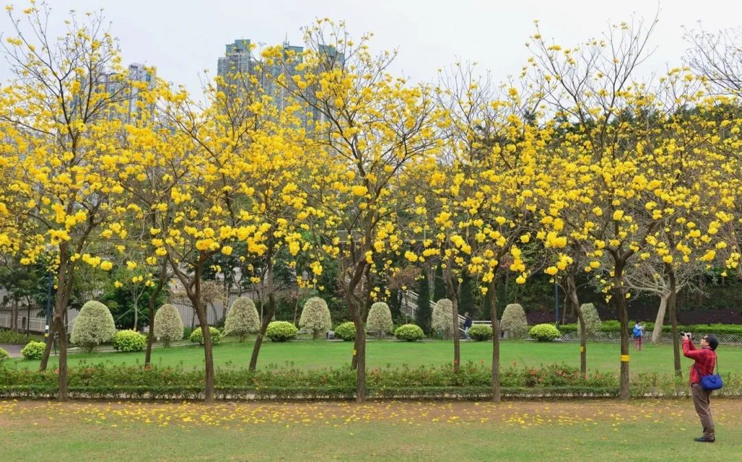 最美人間四月天，一起去香港踏春賞花吧~