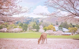 日本經(jīng)營管理簽證如何定義，需要哪些條件