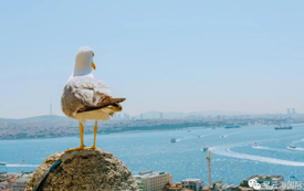 6月，土耳其房產(chǎn)銷售量逆勢增長109.7%，中國投資者購買力創(chuàng)新高！