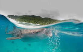 菲律賓丨帶上你的SRRV，跟我一起去菲律賓潛水吧！