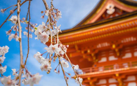 《中國國際移民報告2020》：這些國家最受千萬國人偏愛！