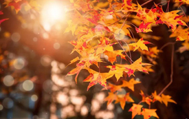 加拿大2021最新政策&福利匯總，與您的移居生活息息相關(guān)！