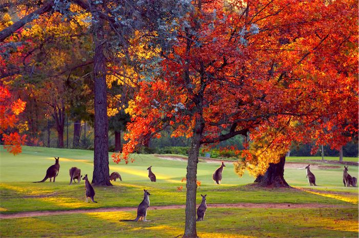 1619321091124719.jpg Australia.jpg